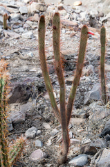 Cleistocactus