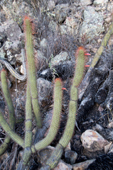 Cleistocactus