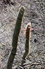 Cleistocactus