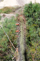 Cleistocactus
