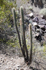 Cleistocactus