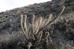 Cleistocactus