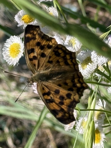 Polygonia c-aureum c-aureum