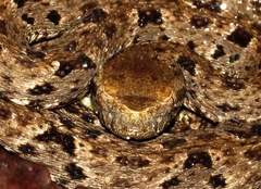 Bothrops atrox