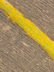 Pucciniaceae