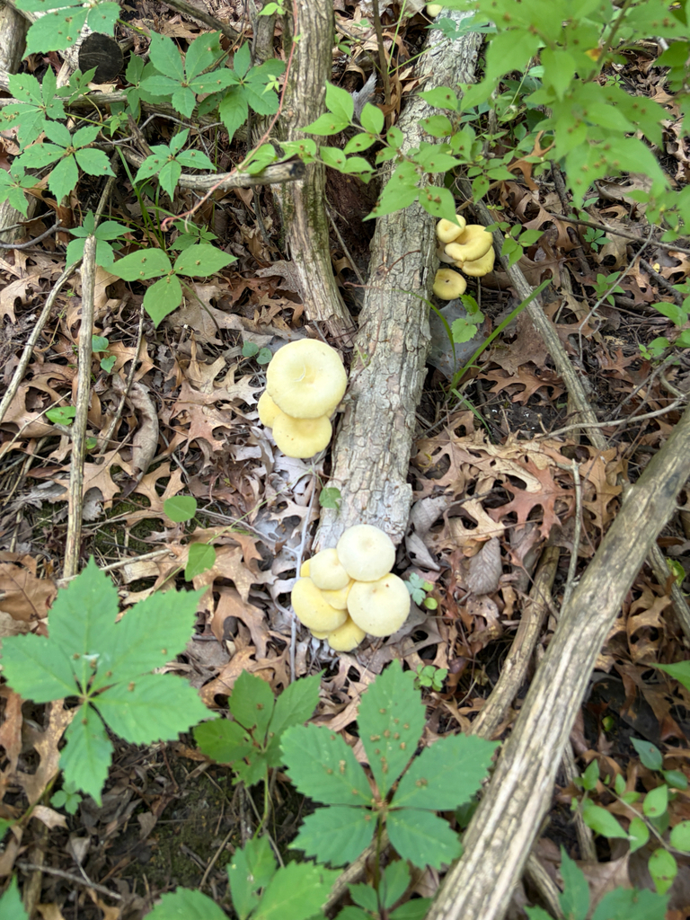 Golden Oyster Mushroom · May 2026 · photo: Photo: (c) Kevin, some rights reserved (CC BY) · iNaturalist