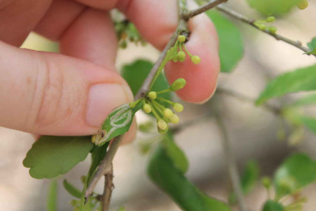 Phytomyza vomitoriae