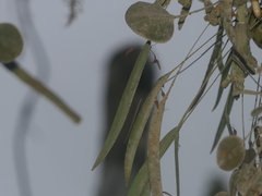 Pleurothallis ensata