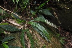 Polystichum hancockii