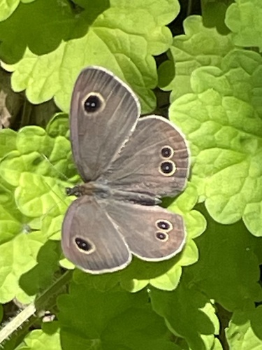Common Fivering