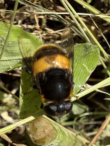 Phytomia zonata