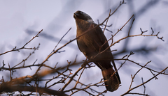 Corvus monedula