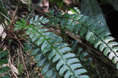 Polystichum hancockii