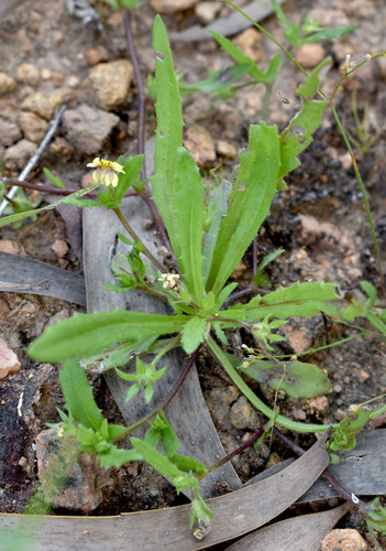 Goodenia pilosa observed 2026-04-04