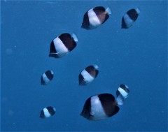 Hemitaurichthys zoster