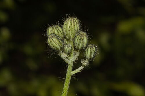 Pilosella piloselloides (Pilosella piloselloides)