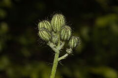 Pilosella piloselloides (Pilosella piloselloides)