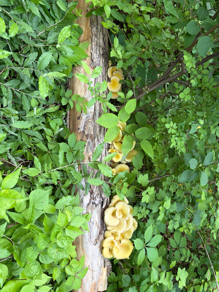 Golden Oyster Mushroom · May 2026 · photo: Photo: (c) Kevin, some rights reserved (CC BY) · iNaturalist