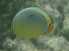 Chaetodon trifasciatus