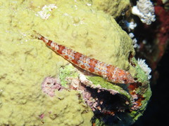 Synodus dermatogenys