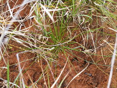 author not stated, no rights reserved Eleocharis geniculata, photograph author not stated, no rights reserved
