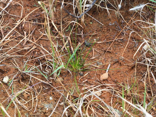 Eleocharis geniculata, photograph 2