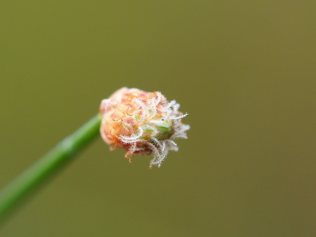 Eleocharis geniculata; photograph author not stated, no rights reserved