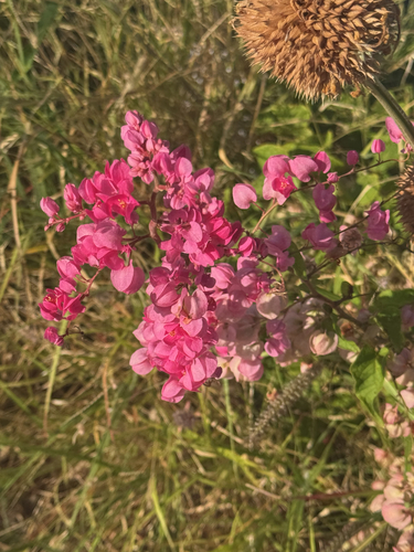 Antigonon leptopus observed 2026-05-29