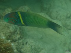 Thalassoma hebraicum