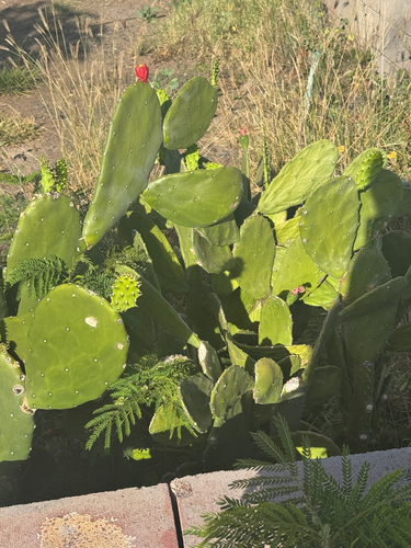 Opuntia cochenillifera observed 2026-05-29