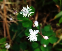 Thalictrum urbainii
