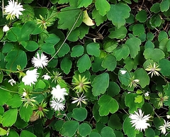 Thalictrum urbainii