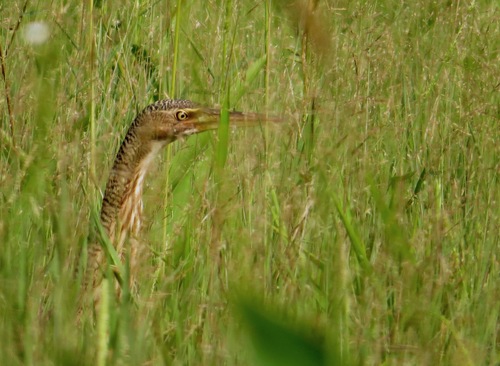 Botaurus pinnatus