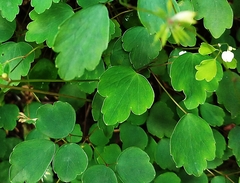 Thalictrum urbainii