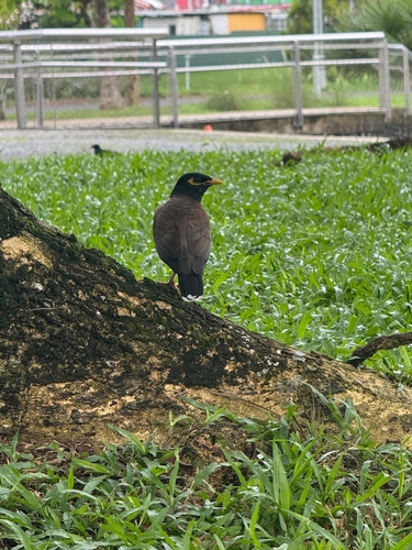 Common Myna