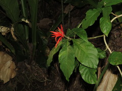 Aphelandra pulcherrima