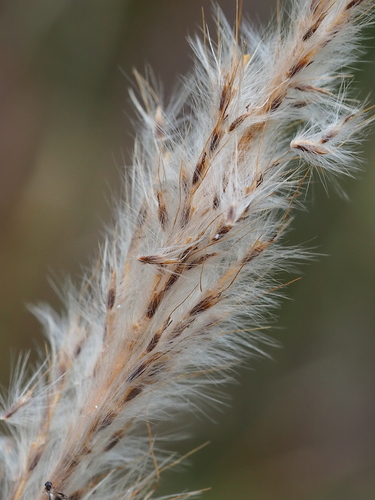 Saccharum formosanum (Saccharum formosanum)