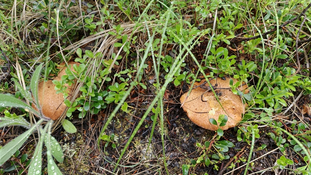 Western Painted Suillus · May 2026 · photo: Photo: no rights reserved · iNaturalist