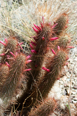 Cleistocactus hildegardiae