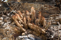 Cleistocactus hildegardiae