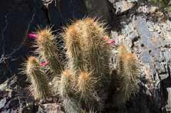 Cleistocactus hildegardiae
