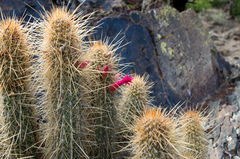 Cleistocactus hildegardiae