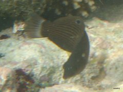 Halichoeres marginatus