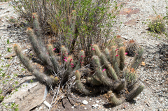 Cleistocactus hildegardiae