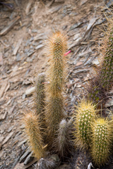 Cleistocactus hildegardiae