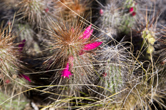 Cleistocactus hildegardiae