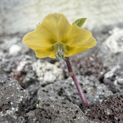 Physalis philadelphica, 2026-05-29
