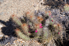 Cleistocactus hildegardiae