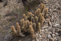 Cleistocactus hildegardiae