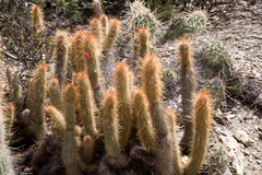 Cleistocactus hildegardiae